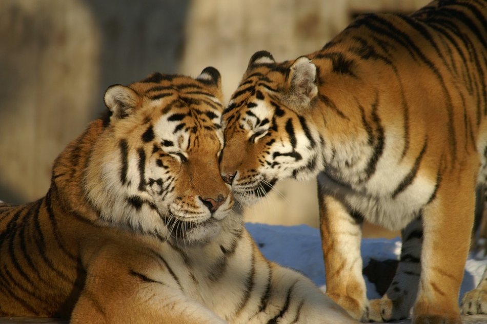 Тигри спілкуються один з одним фото