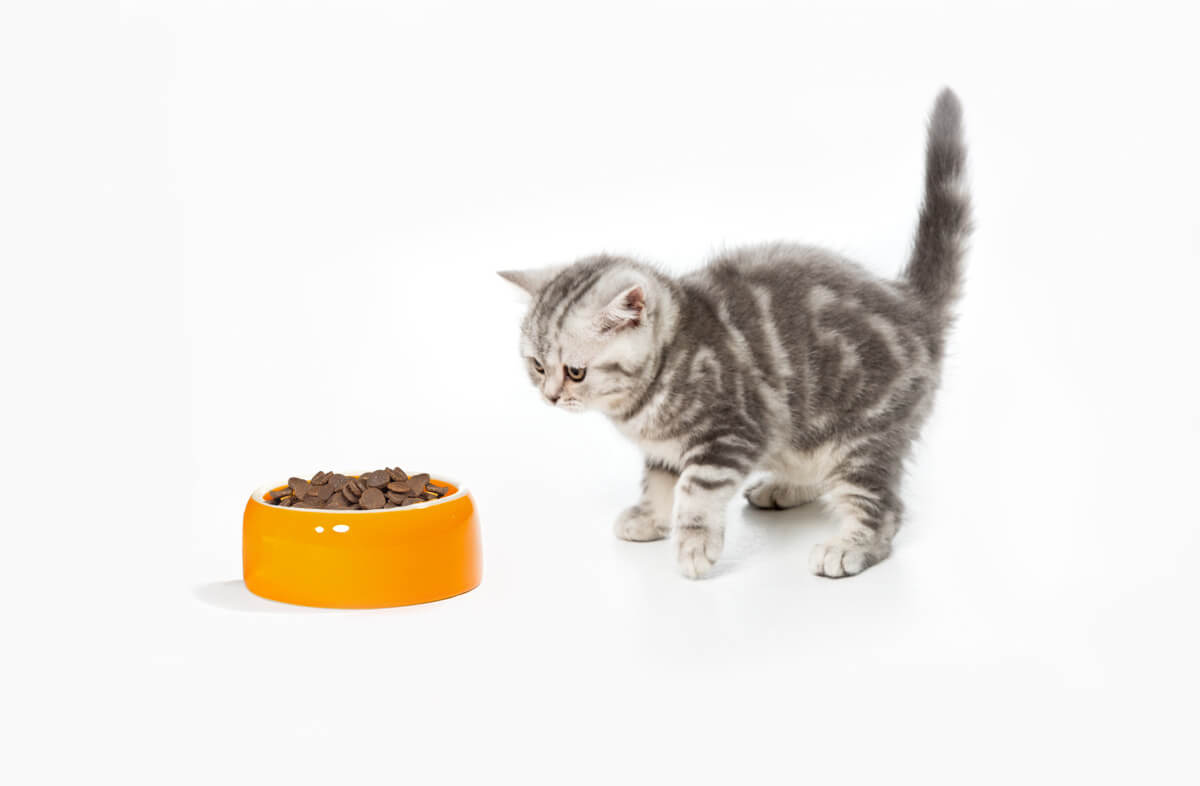 Як навчити кошеня їсти самостійно