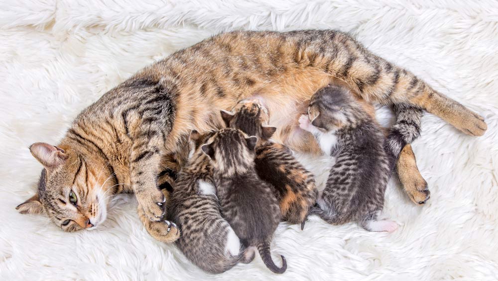 Як підготуватися до народження кішки: поради та рекомендації