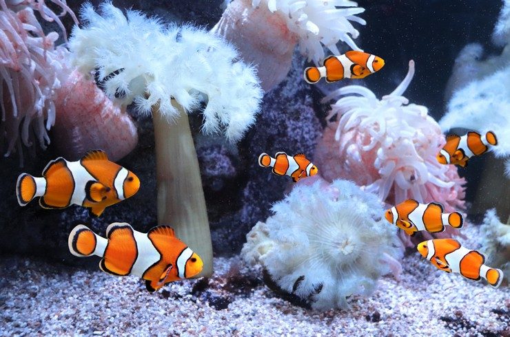 Рибки-клоуни живуть зграйками із суворою ієрархією