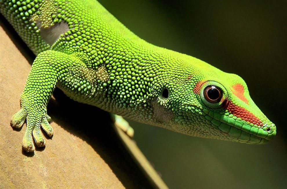 phelsuma