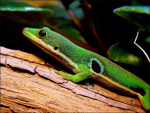 phelsuma3