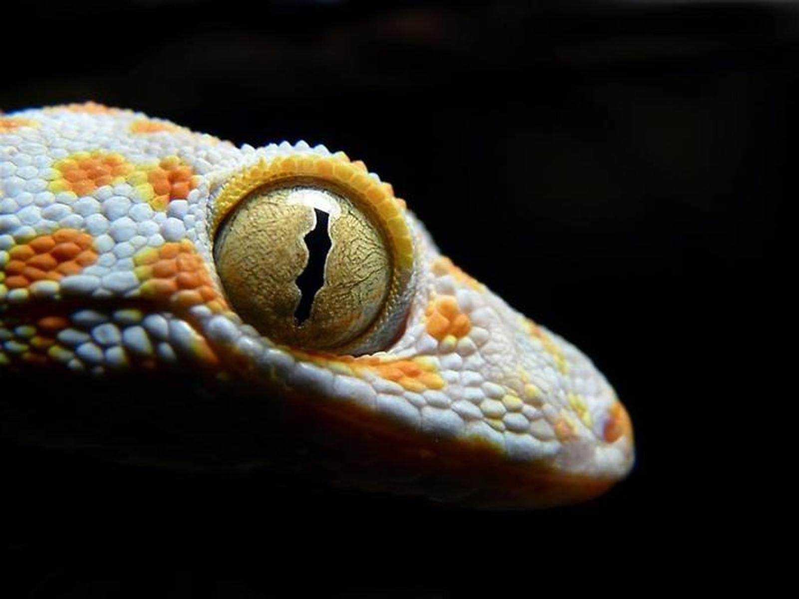 gecko_gecko_toki