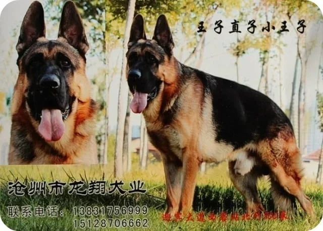 Опис породи китайських вівчарок, характер та утримання собаки, особливості виховання.