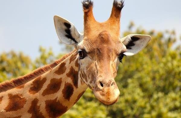 Забарвлення жирафу
