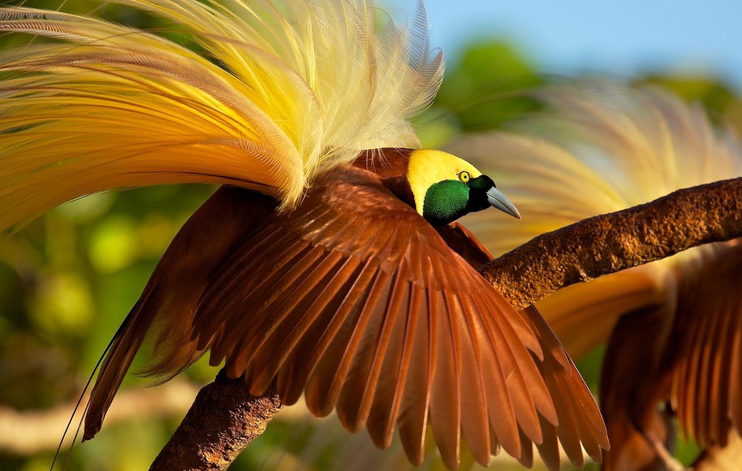 Большая райская птица. Фото и описание птицы