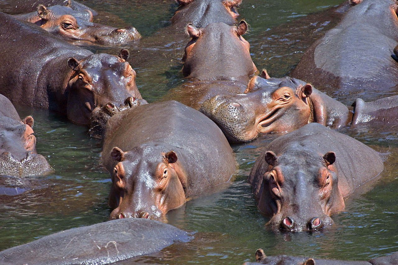 Що загрожує гіпопотамам?