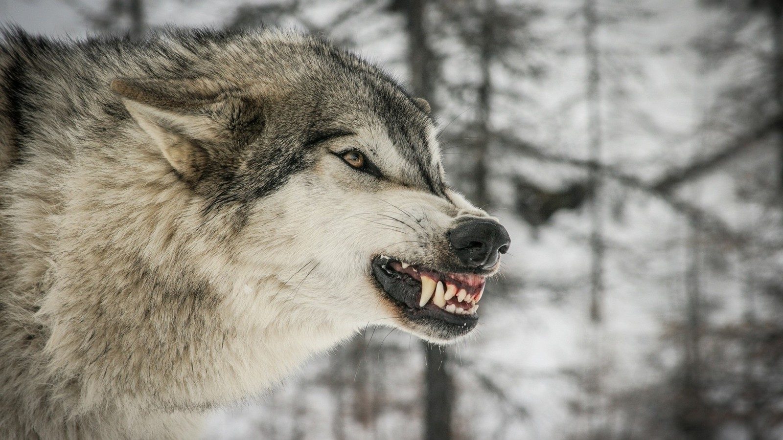 Злий вовк