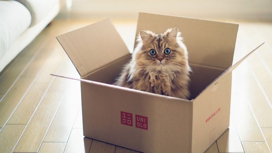 Кошка в коробке: зачем она это делает?