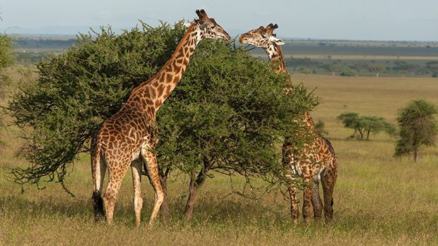 Середовище проживання у жирафів