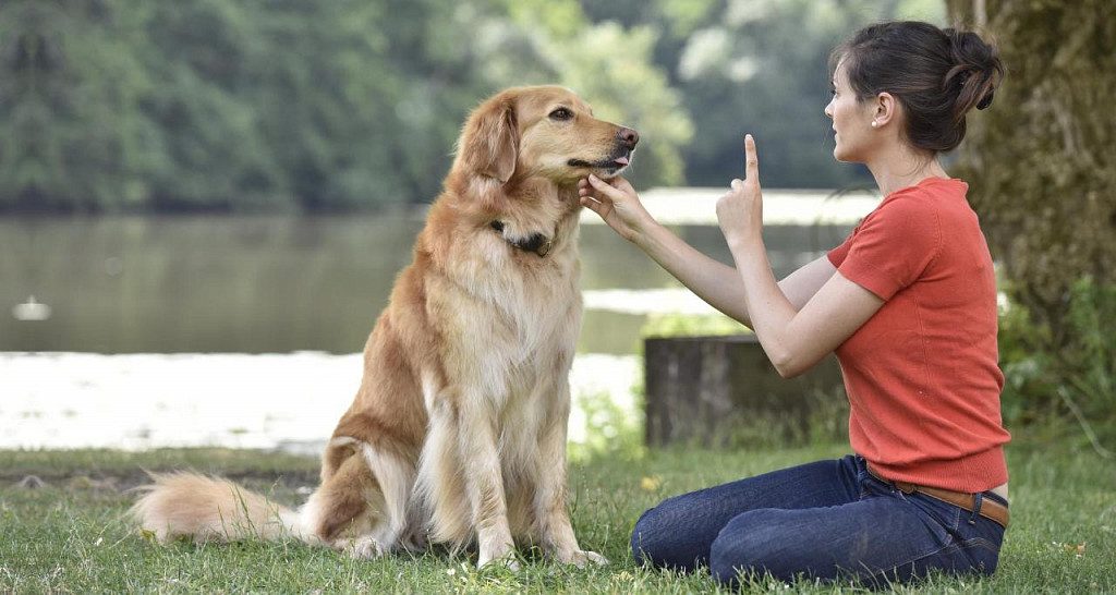 6 міфів, які розвінчали собаки, якби могли говорити
