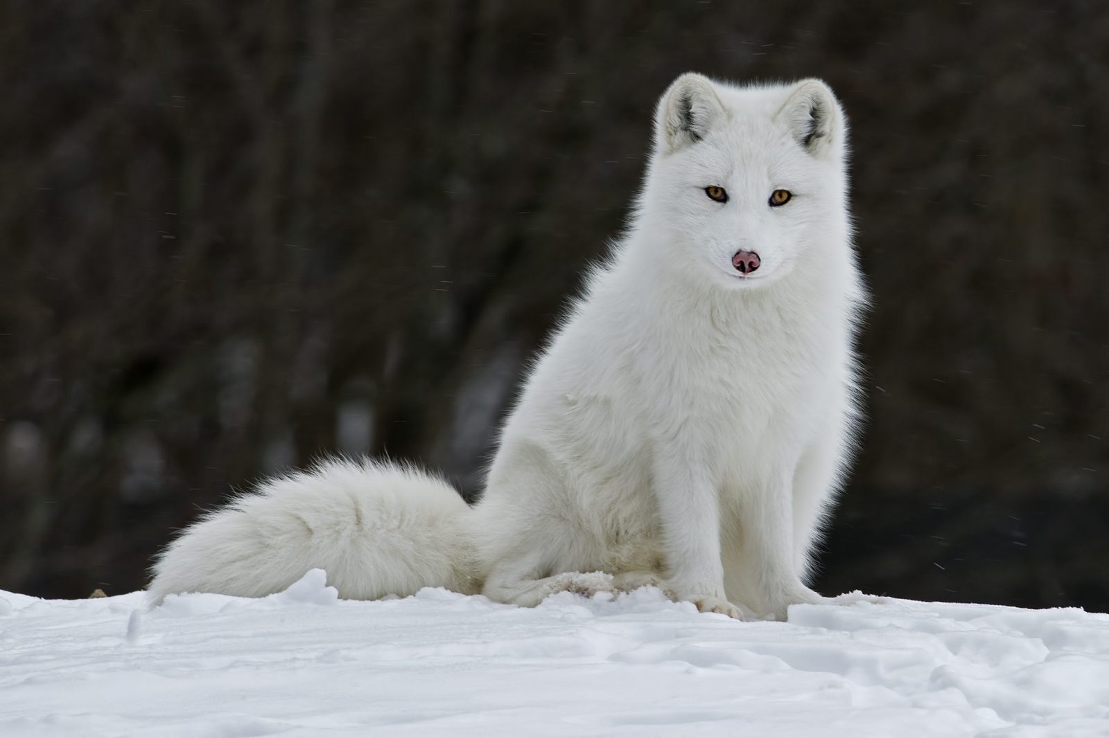 Дитинча арктичного вовка