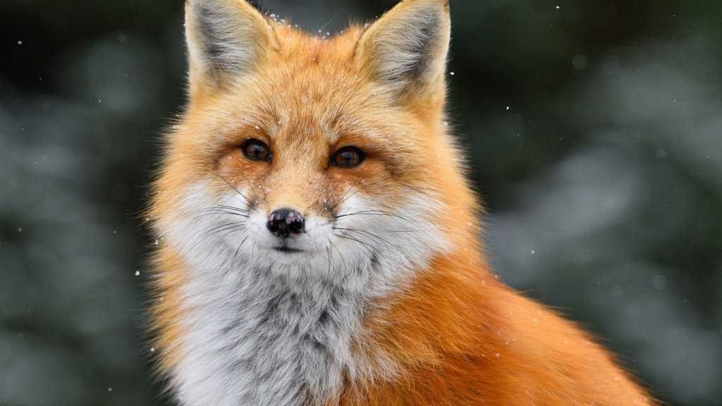 Види лисиць - фото, опис, спосіб життя, чим харчується, особливості видів