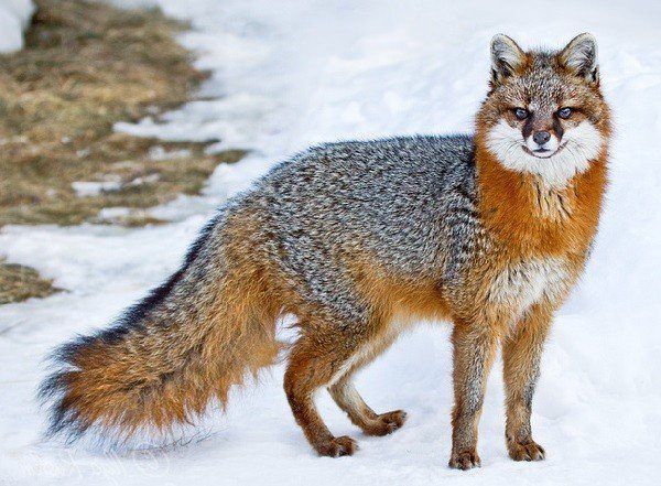 Види лисиць - сіра лисиця- фото, опис, спосіб життя
