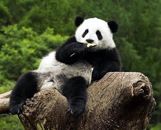 Вагітна панда