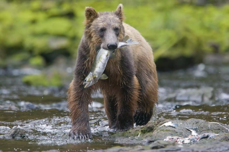 Бурий ведмідь на Алясці з лососем