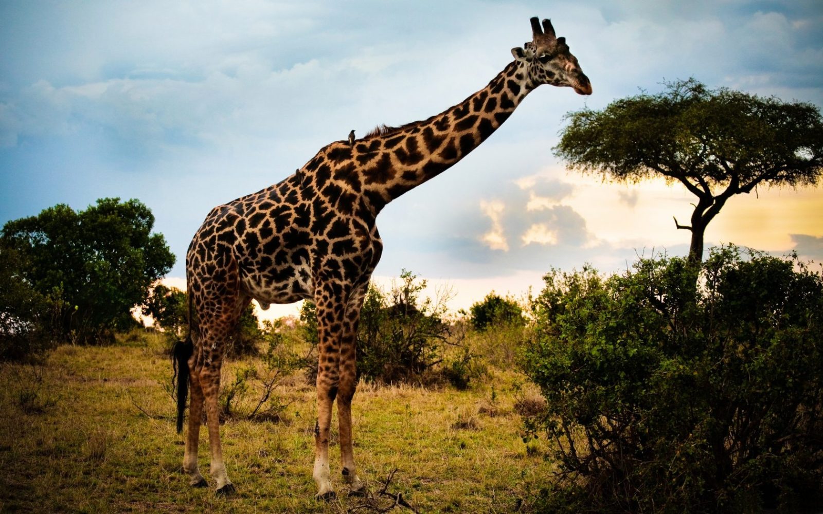 Зростання жирафу
