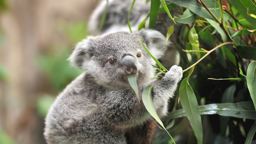 коала їсть листя