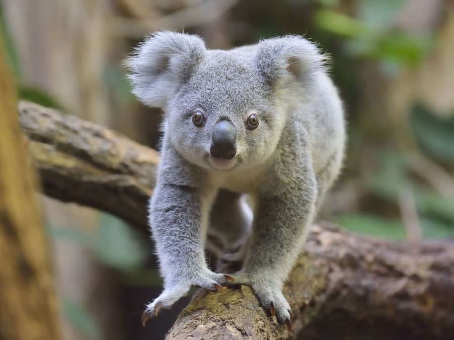 коала йде гілкою