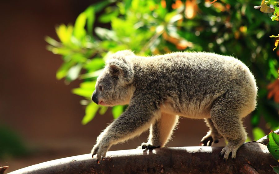 коала йде по стовбуру дерева