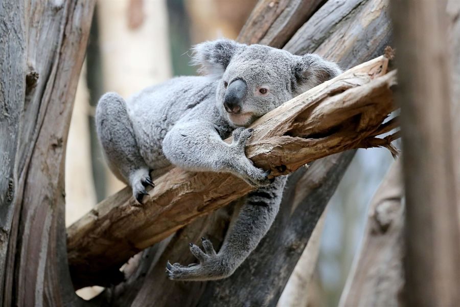 коала лежить на гілці
