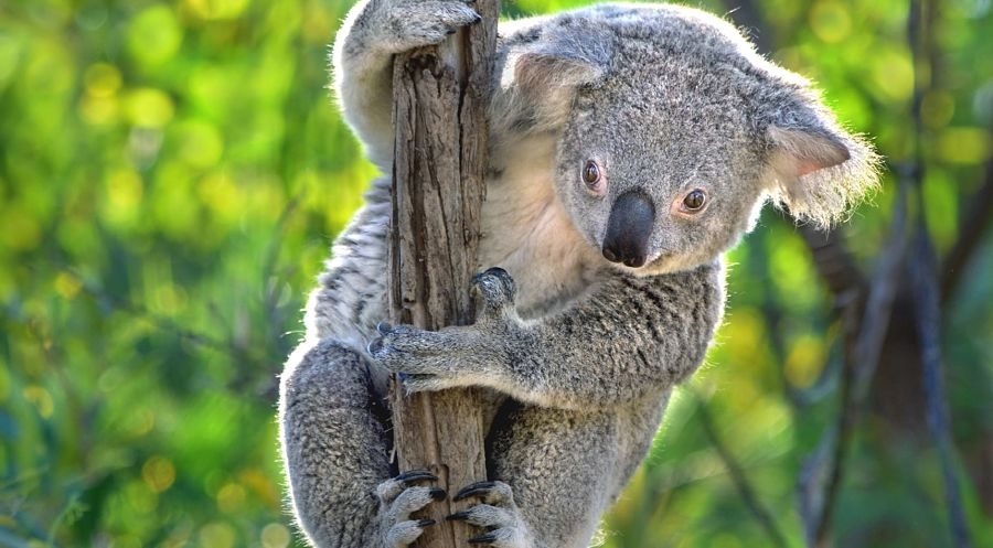коала на гілці крупним планом