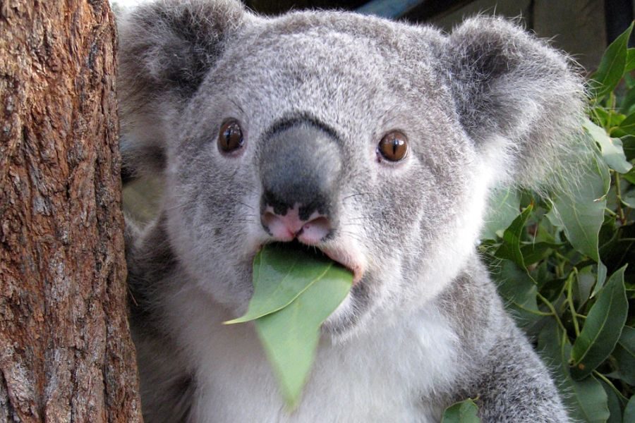 коала харчується листям