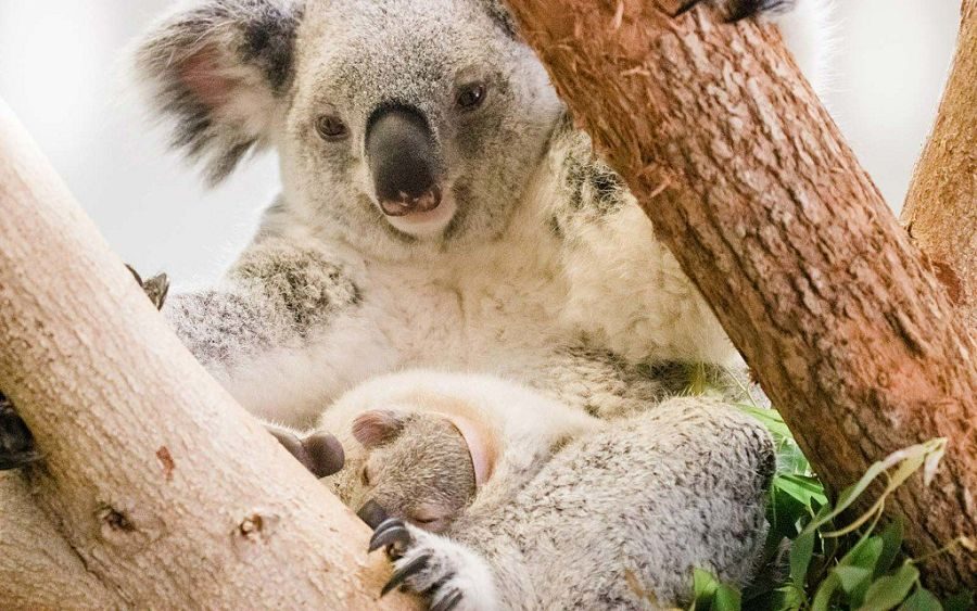 коала з дитинчатою у сумці