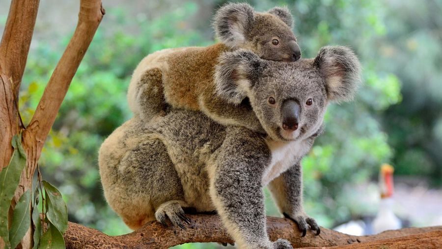 коала з дитинчатою на спині