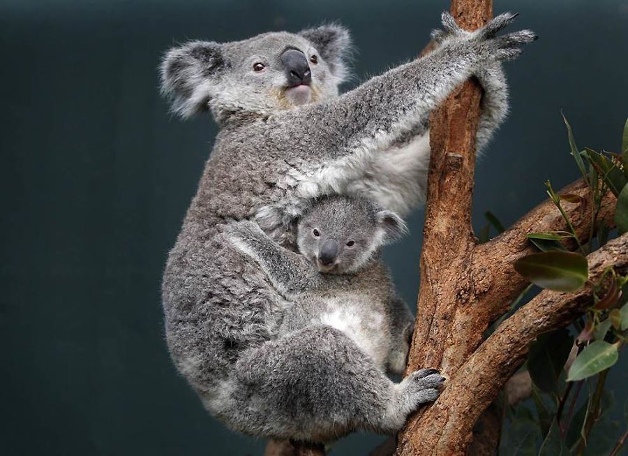 коала з дитином, що підросло