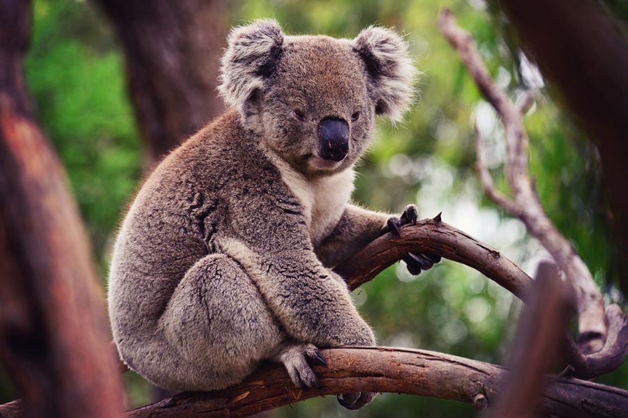 коала сидить на гілці