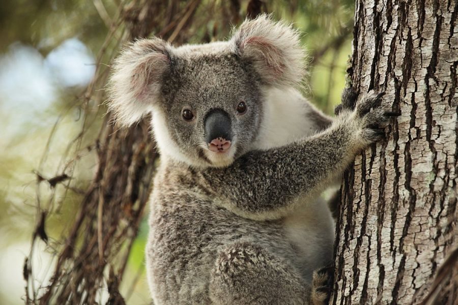 коала смішне фото