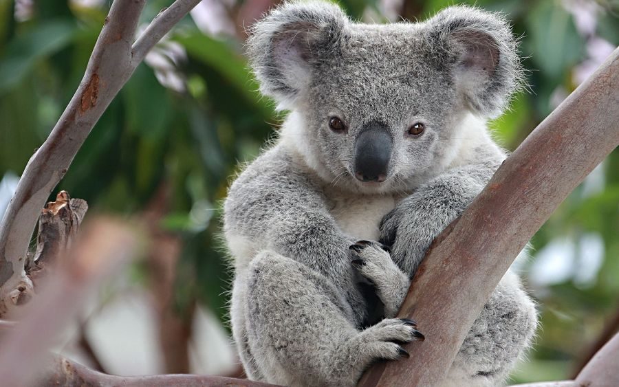 мила коала на гілці