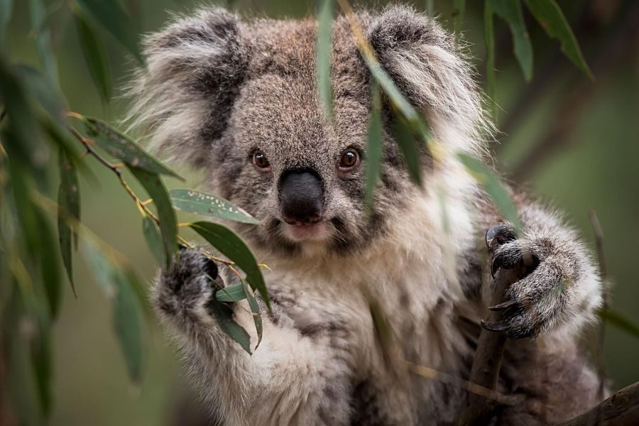 смішна коала в листі