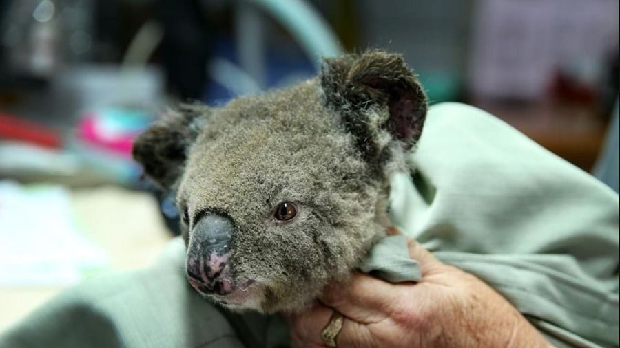 врятована з пожежі коала