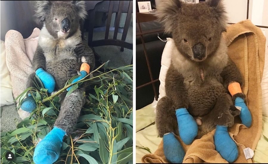 врятовані з пожежі коали