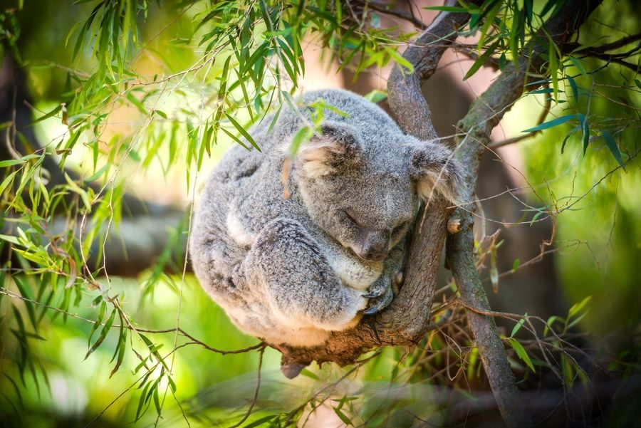 спляча на гілці коала згорнулася клубочком