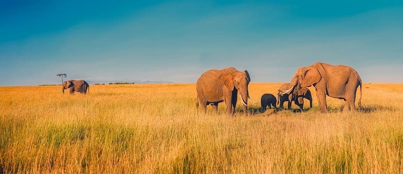 Африканські слони савани