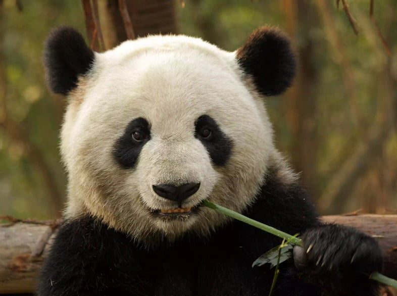 Велика панда їсть бамбук