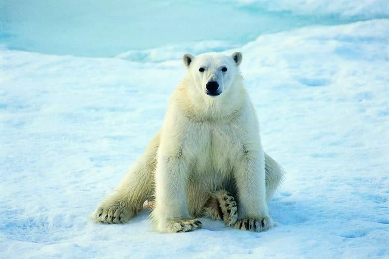 Білий ведмідь сидить на льоду