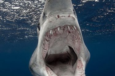 shortfin-mako-shark-isurus-oxyrinchus3_resize