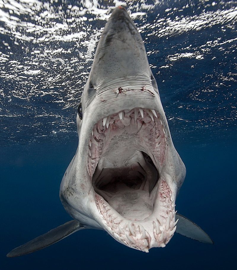 shortfin-mako-shark-isurus-oxyrinchus3_resize