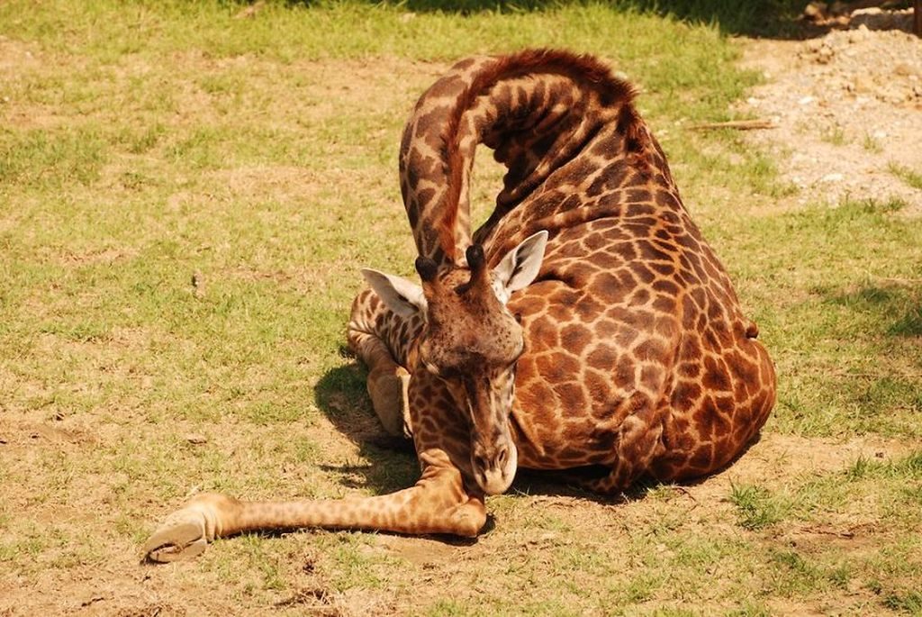 Як сплять жирафи