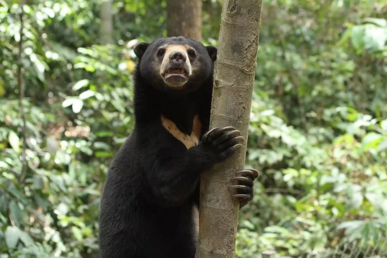 Малайський ведмідь залазить на дерево