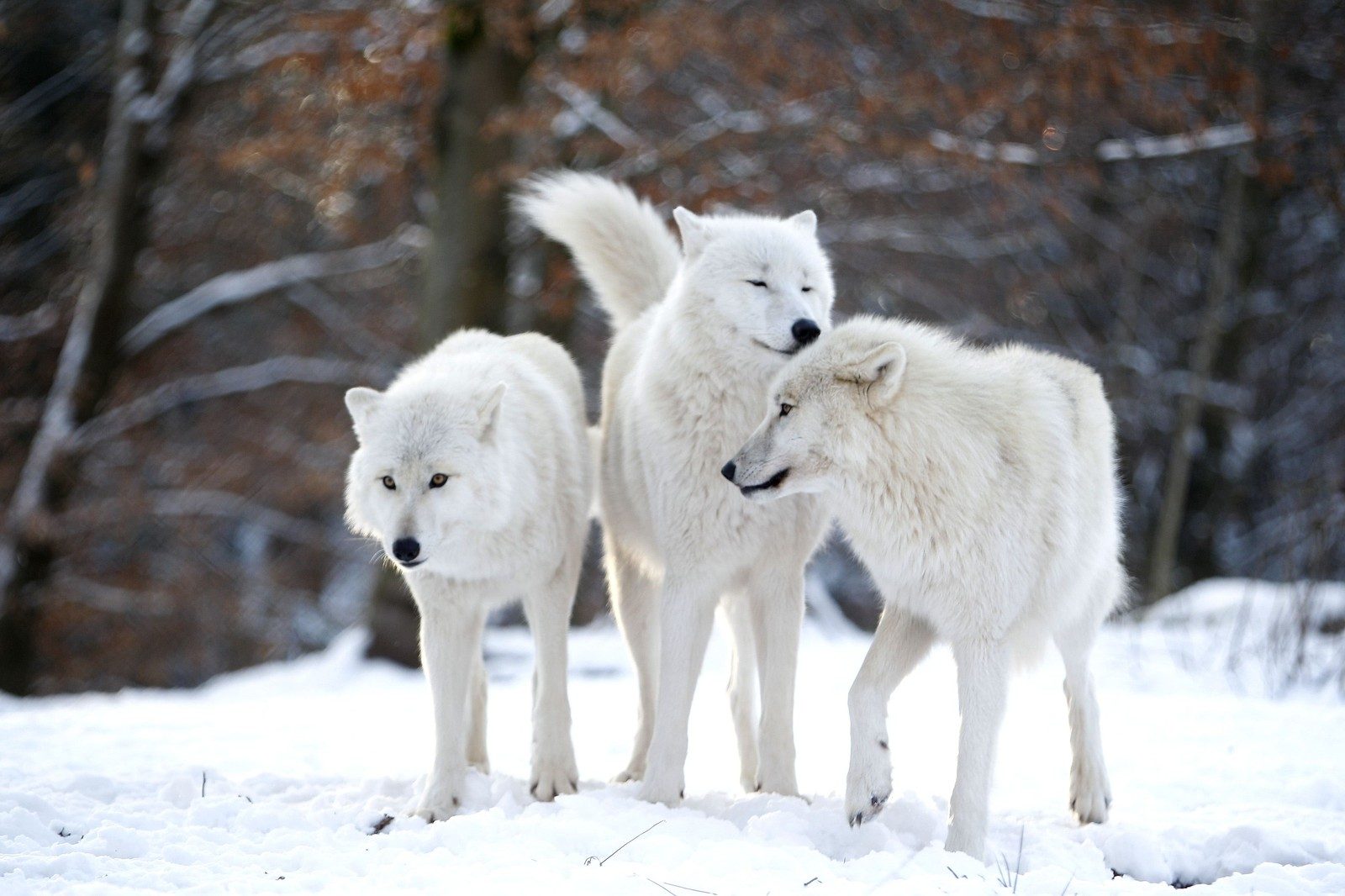 Сім'я арктичних вовків