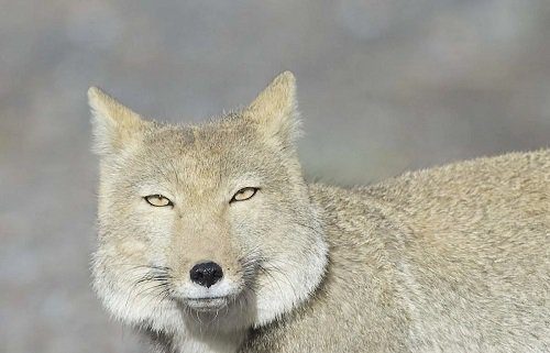 Види лисиць - тибетська лисиця - фото, опис, спосіб життя