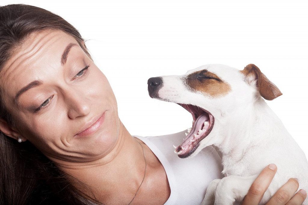6 міфів, які розвінчали собаки, якби могли говорити
