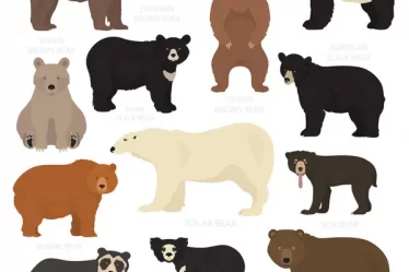 depositphotos_279941008-stock-illustration-all-world-bear-species-in