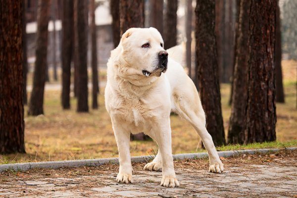 depositphotos_63839395-stock-photo-alabai-dog-portrait-in-autumn