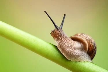 depositphotos_7735065-stock-photo-snail-on-green-stem-1